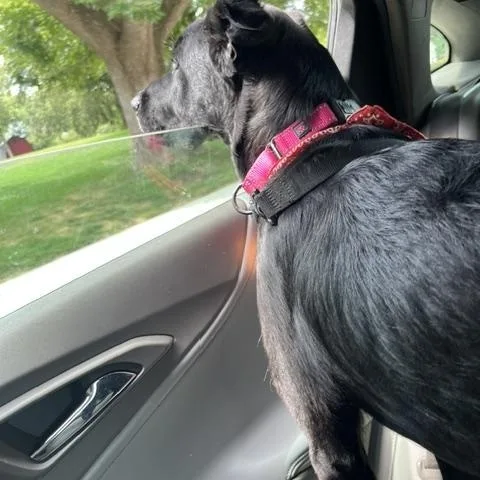 Bentley thumbnail 2