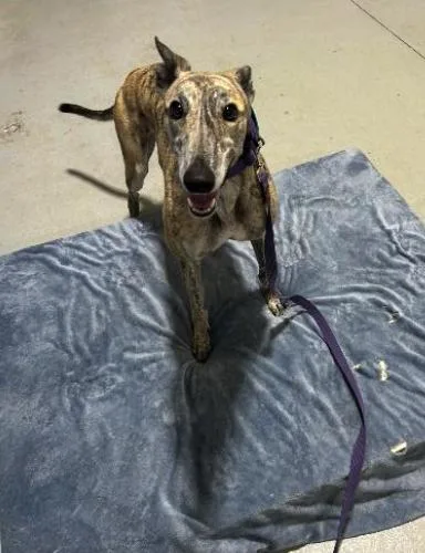 An adult large-sized female Greyhound dog named Lady Ava for adoption in Tarpon Springs, FL
