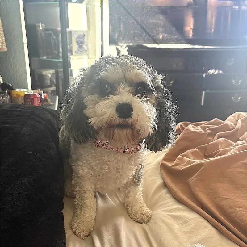 Lola