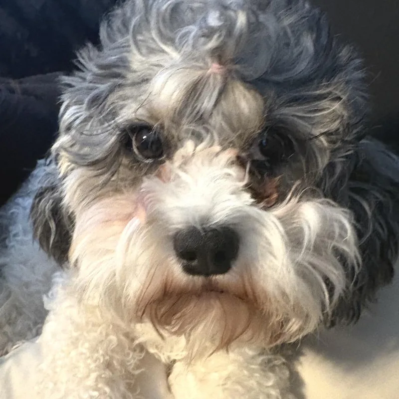 Lola thumbnail 2