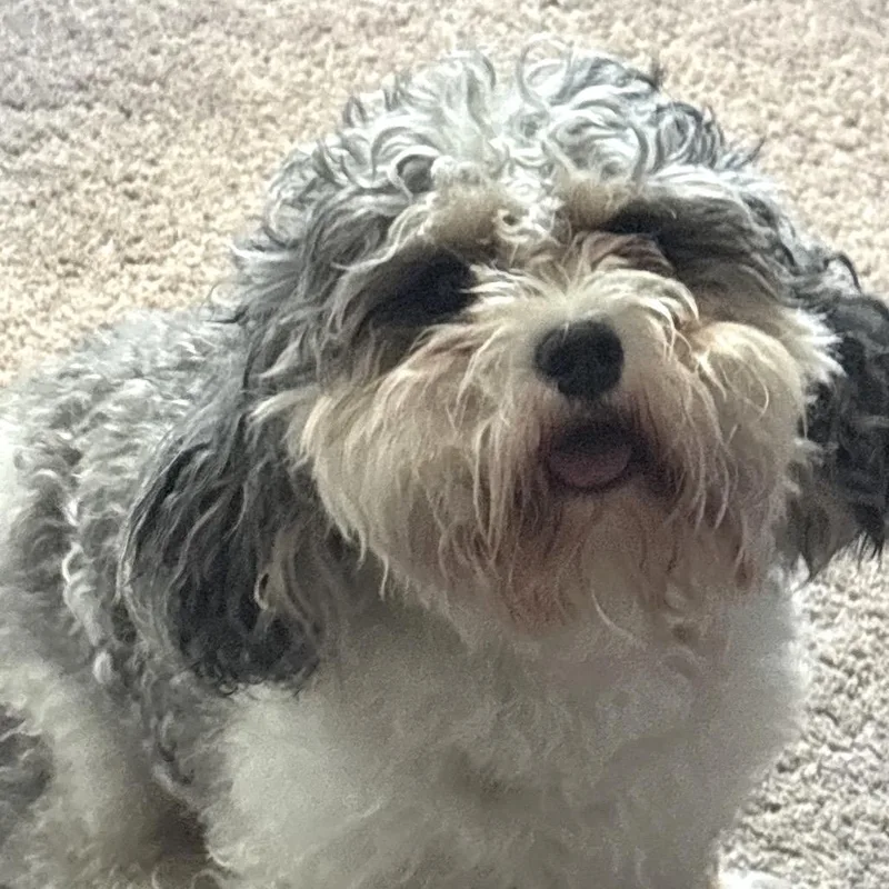 Lola thumbnail 3
