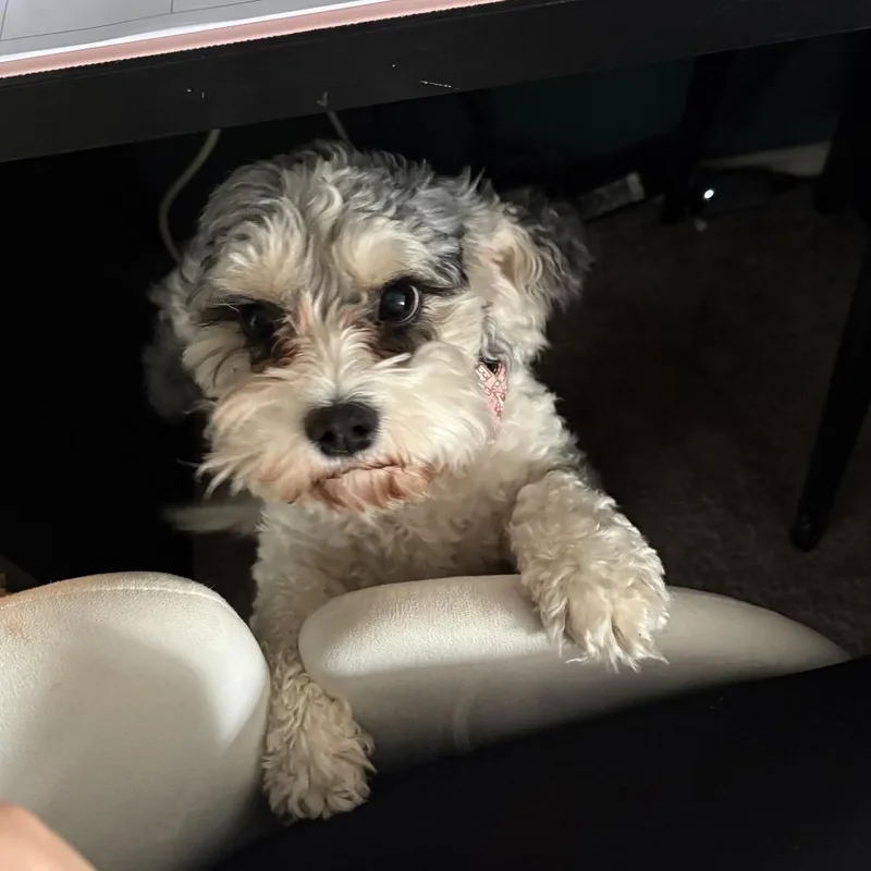 Lola thumbnail 4