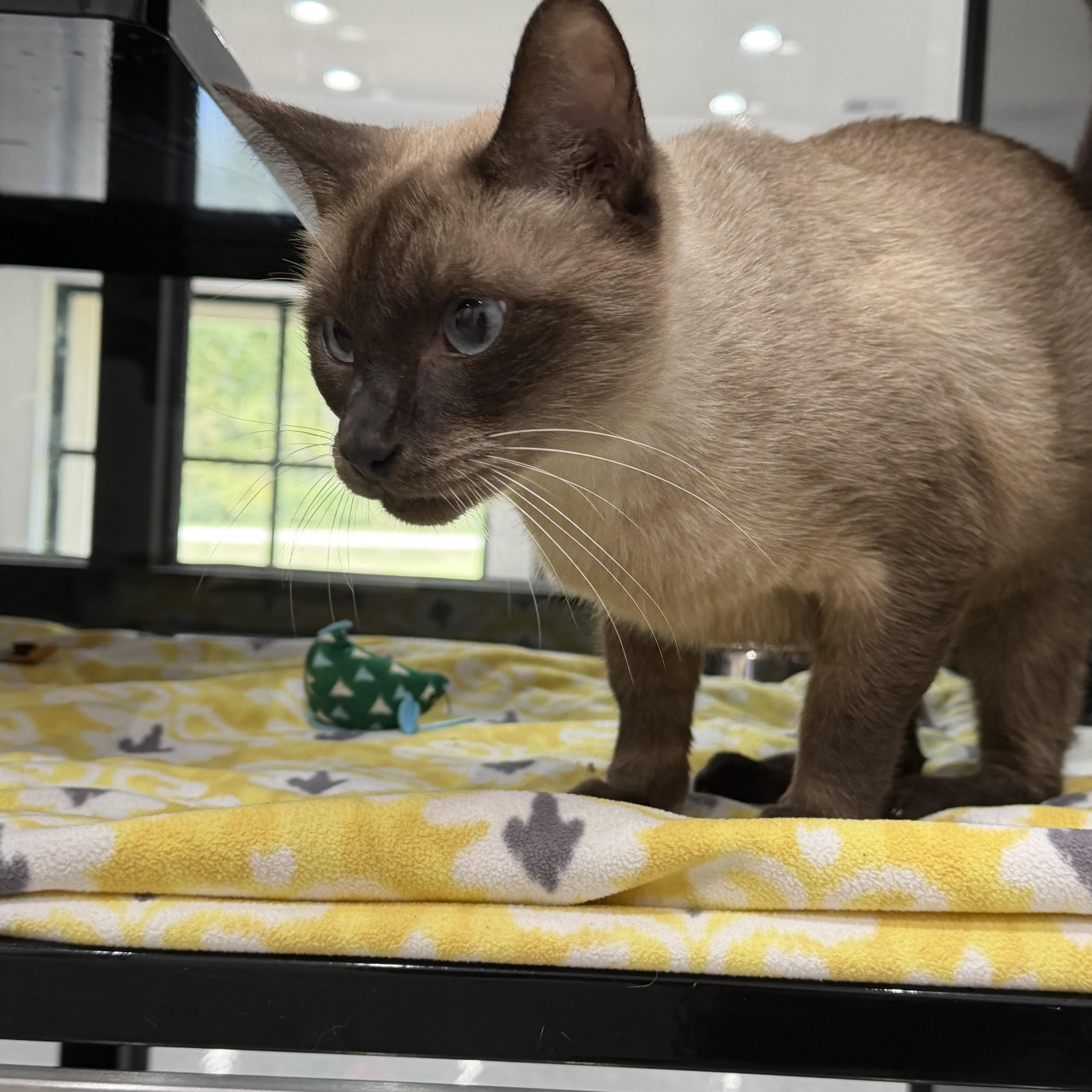 An adult large-sized male Seal Point Siamese cat named Lucas for adoption in Sherman, TX