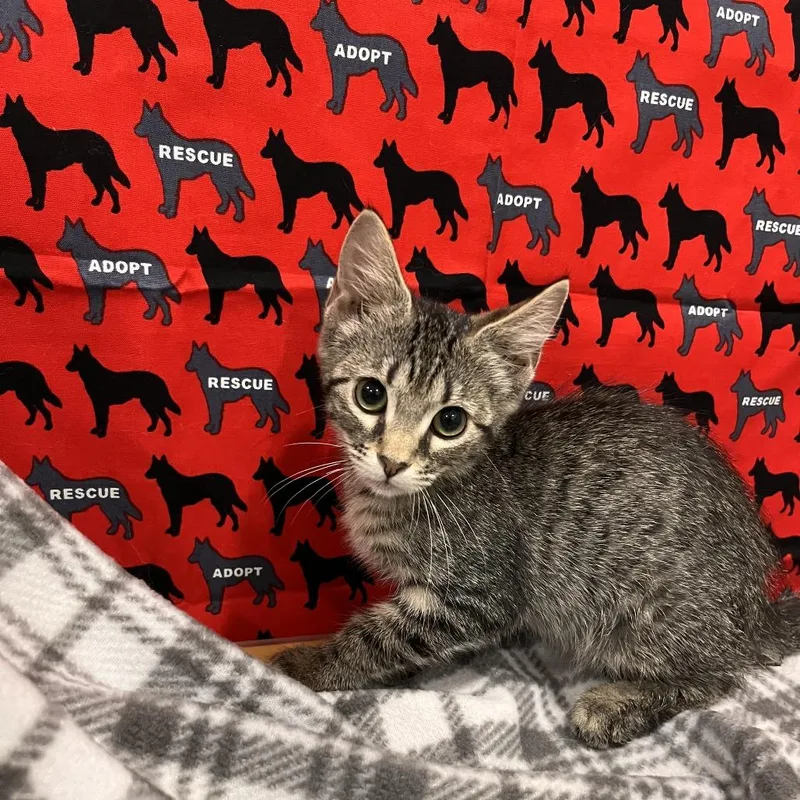 A baby small-sized female Black Domestic Short Hair cat named Molly for adoption in Washburn, MO