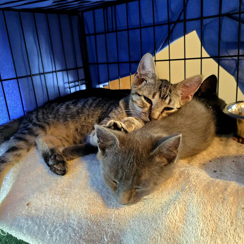 A baby medium-sized male Tabby cat named Greg for adoption in Woodbridge, NJ