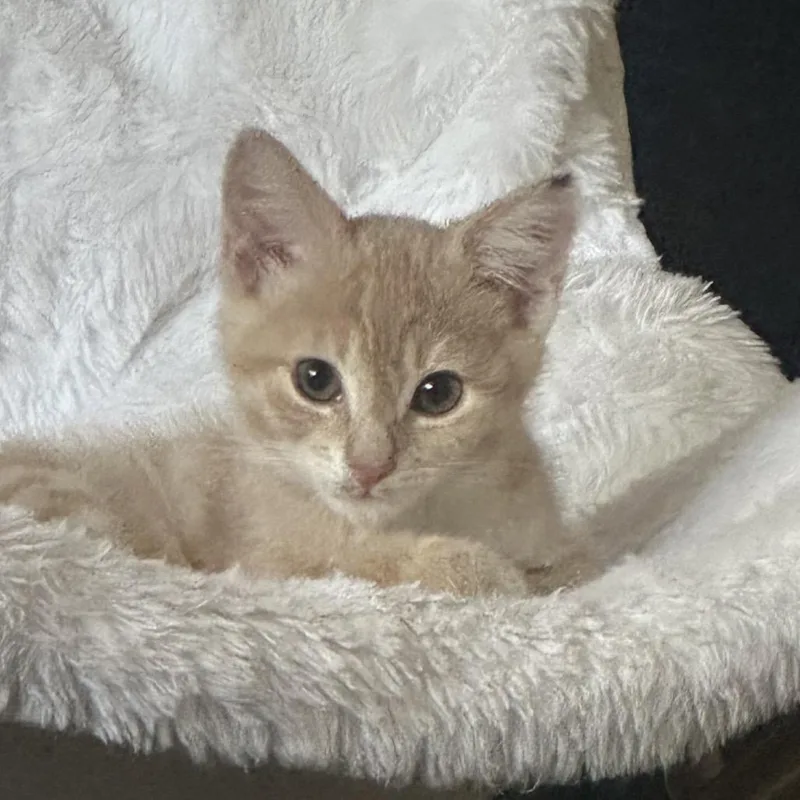 Prince Eric thumbnail 2