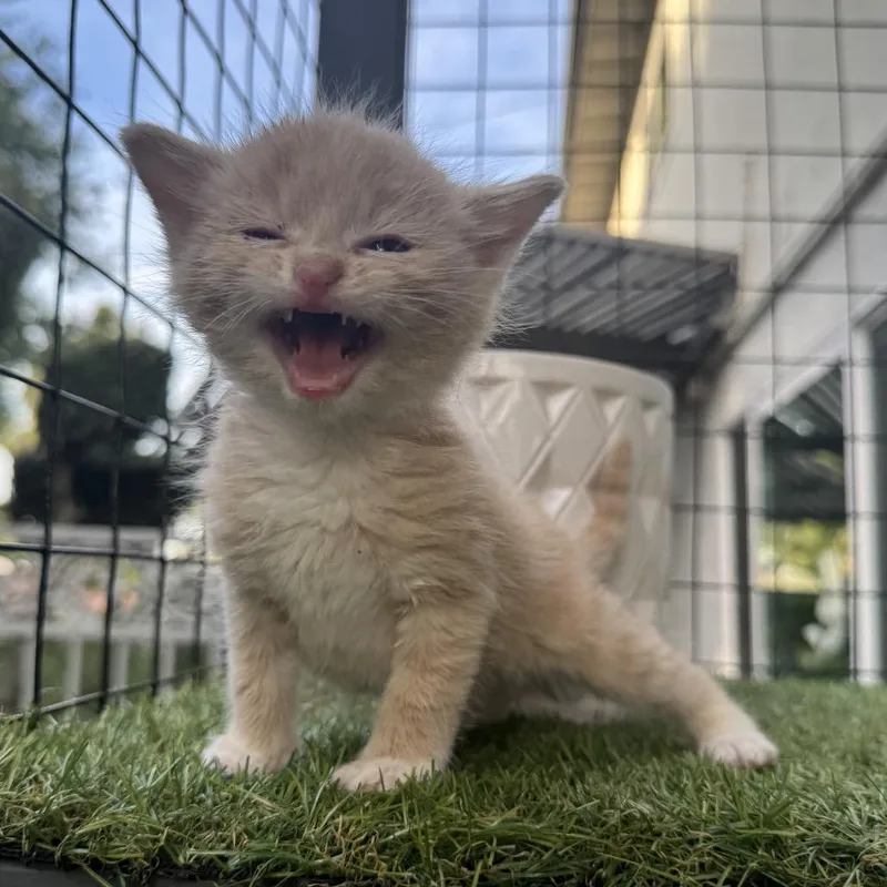 Prince Eric thumbnail 3