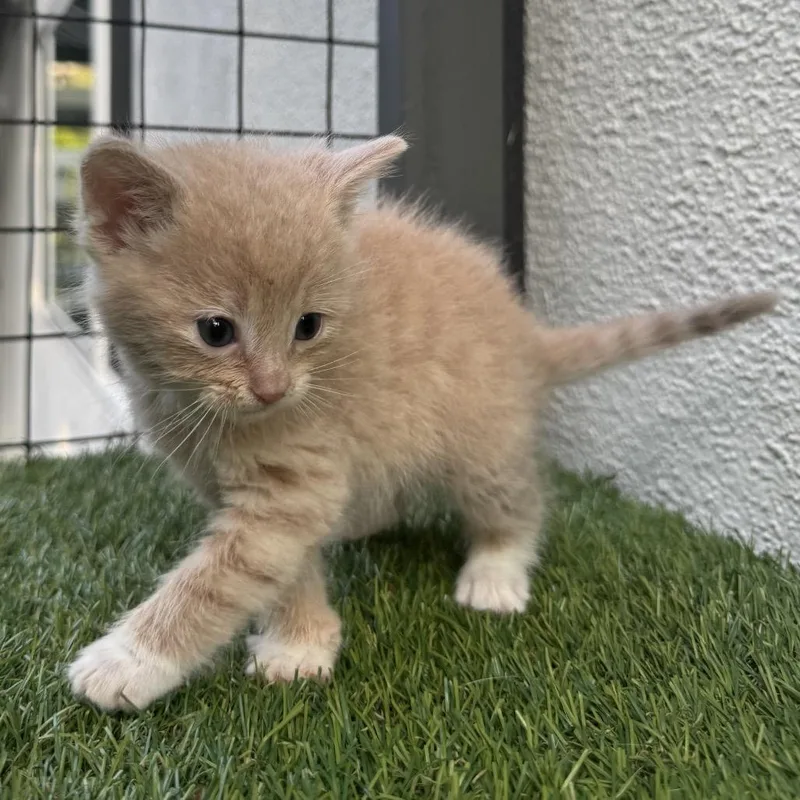 Prince Eric thumbnail 5