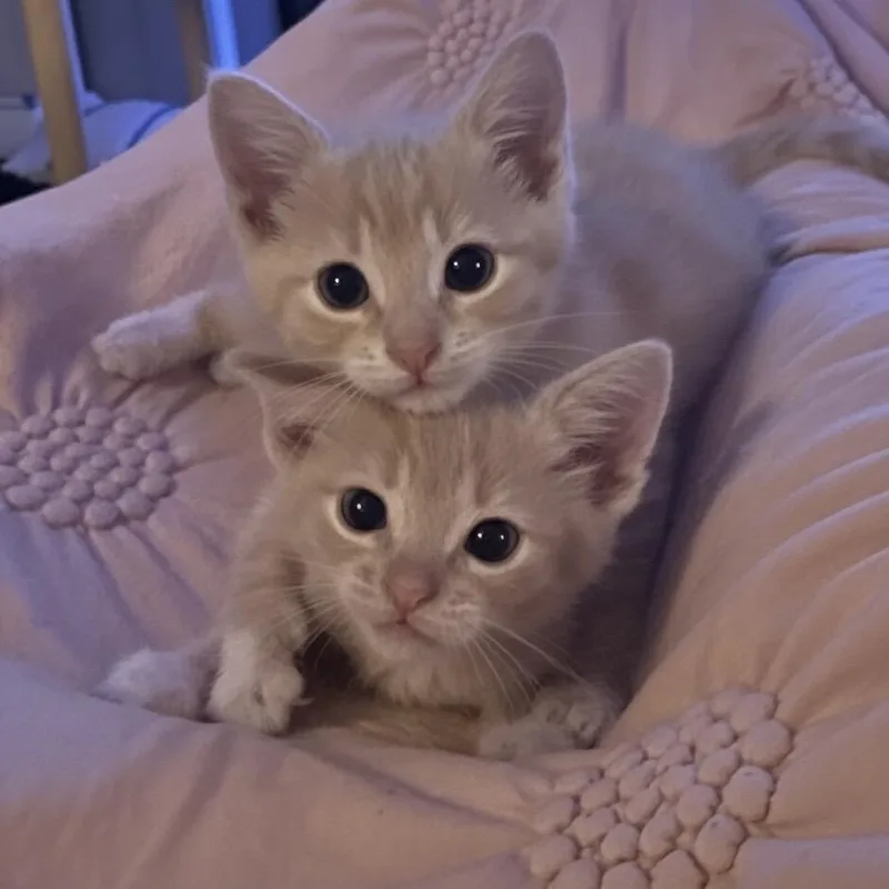 Prince Eric thumbnail 6