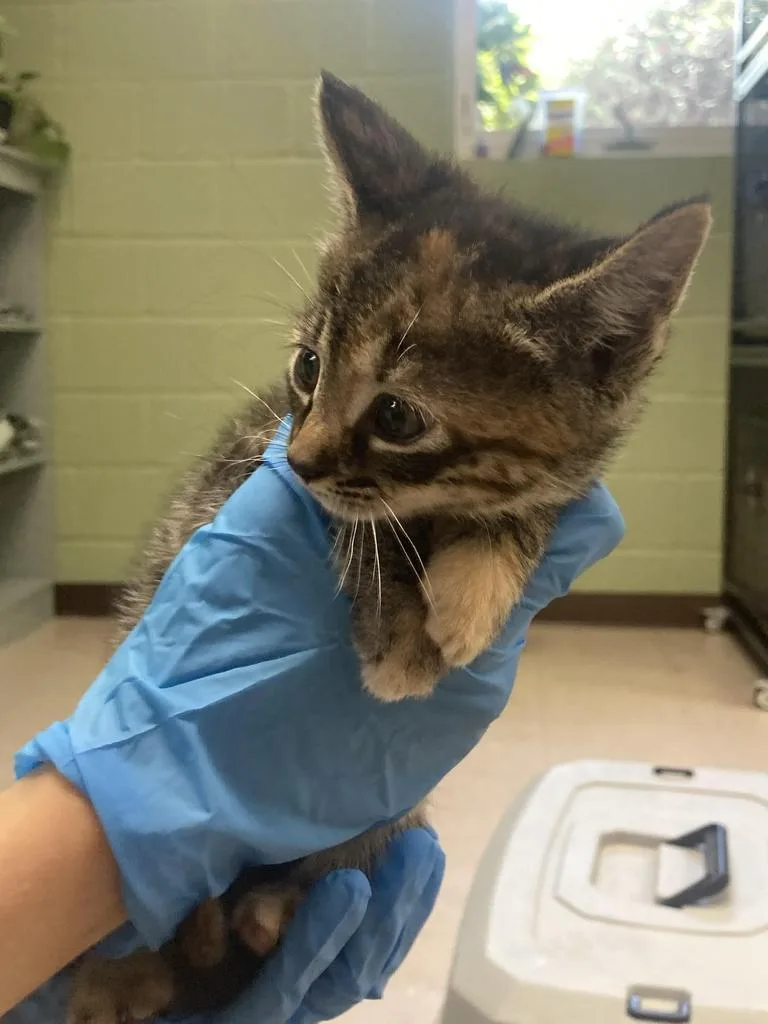 A baby medium-sized male Domestic Short Hair cat named Horace for adoption in Burnsville, NC