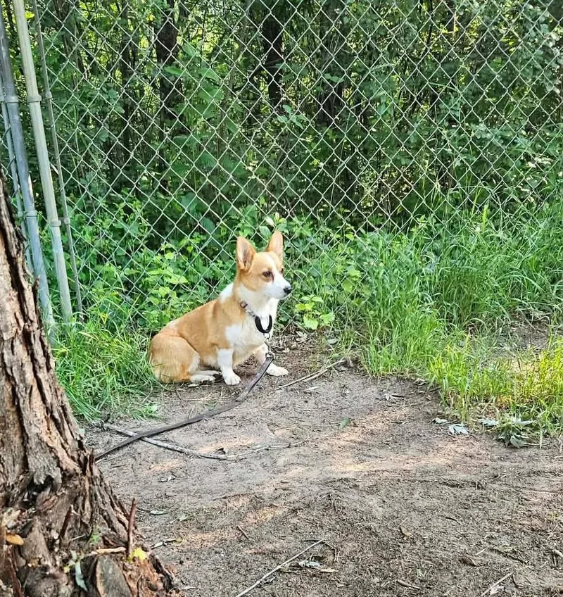 An adult small-sized female Red / Chestnut / Orange Pembroke Welsh Corgi dog named SkylaI for adoption in Anoka, MN