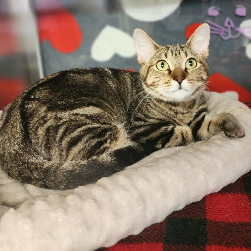 A young small-sized female Brown / Chocolate Domestic Short Hair cat named April for adoption in Denison, TX