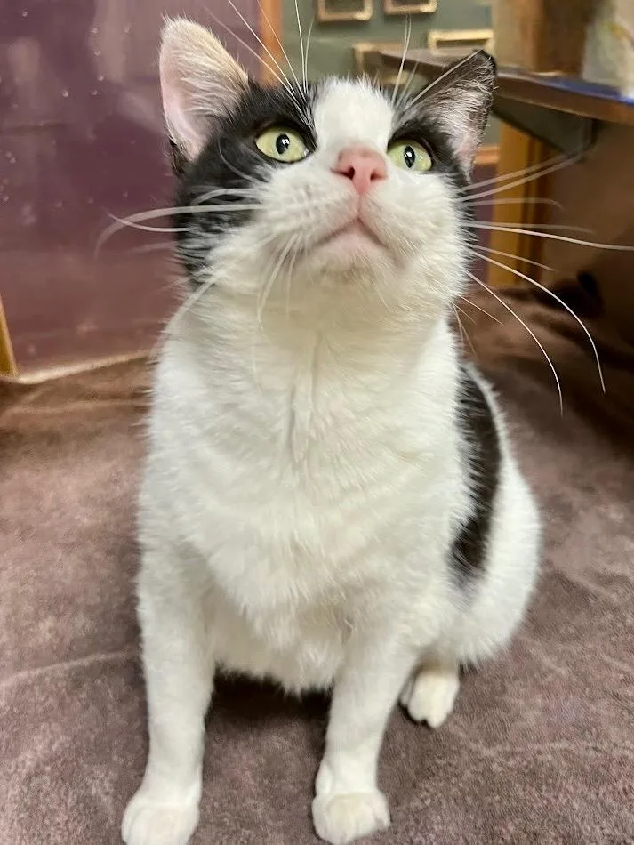 An adult medium-sized female Domestic Short Hair cat named Maggie for adoption in Little Rock, AR