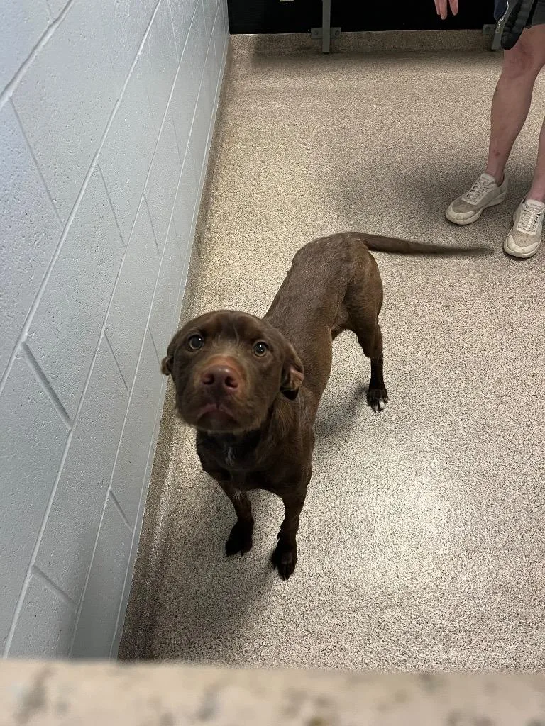 An adult medium-sized female Terrier dog named Otter for adoption in Troy, OH