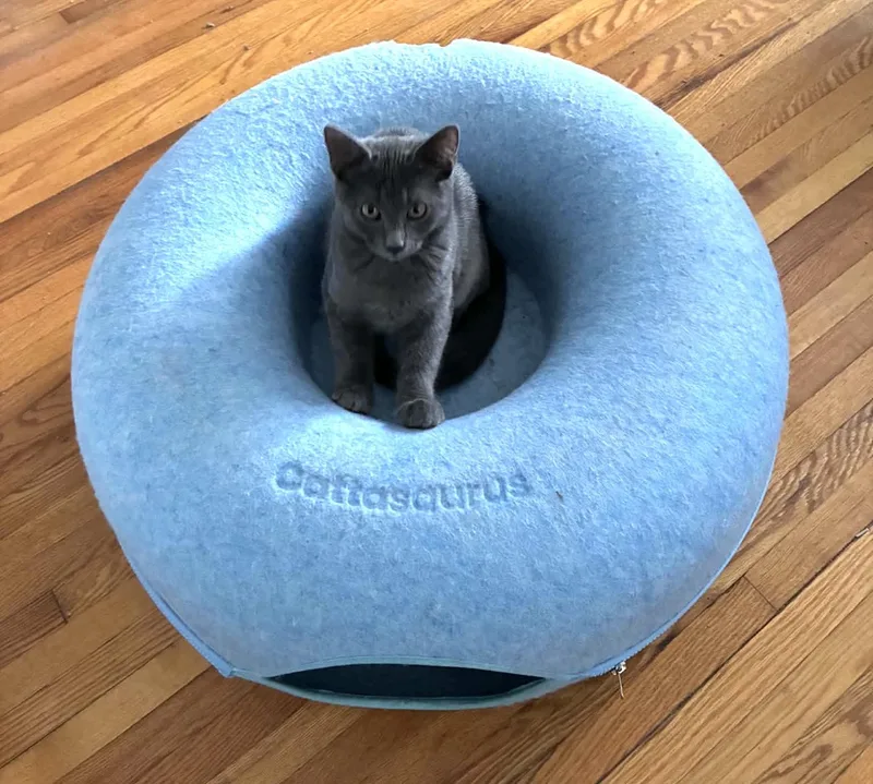 A baby small-sized female Gray / Blue / Silver Russian Blue cat named Audra for adoption in Beckley, WV