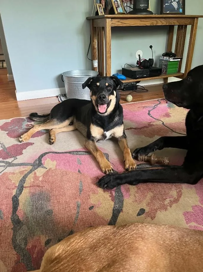 A young medium-sized male Labrador Retriever dog named Lefou for adoption in Warren, RI