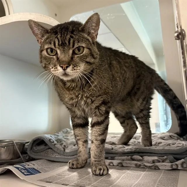 An adult small-sized male Domestic Short Hair cat named Tom for adoption in Agoura, CA