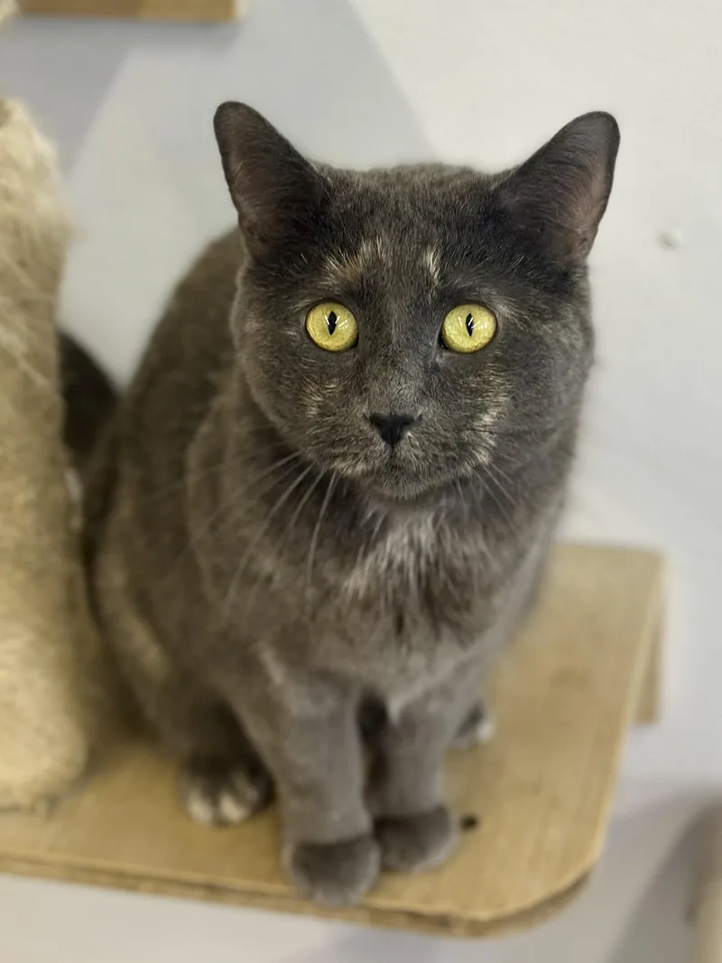 An adult large-sized female Dilute Tortoiseshell Domestic Short Hair cat named Dotsie for adoption in Faribault, MN