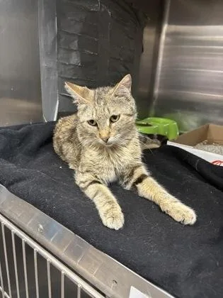 A young small-sized female Tabby (Gray / Blue / Silver) Domestic Short Hair cat named Big Bird for adoption in Georgetown, SC