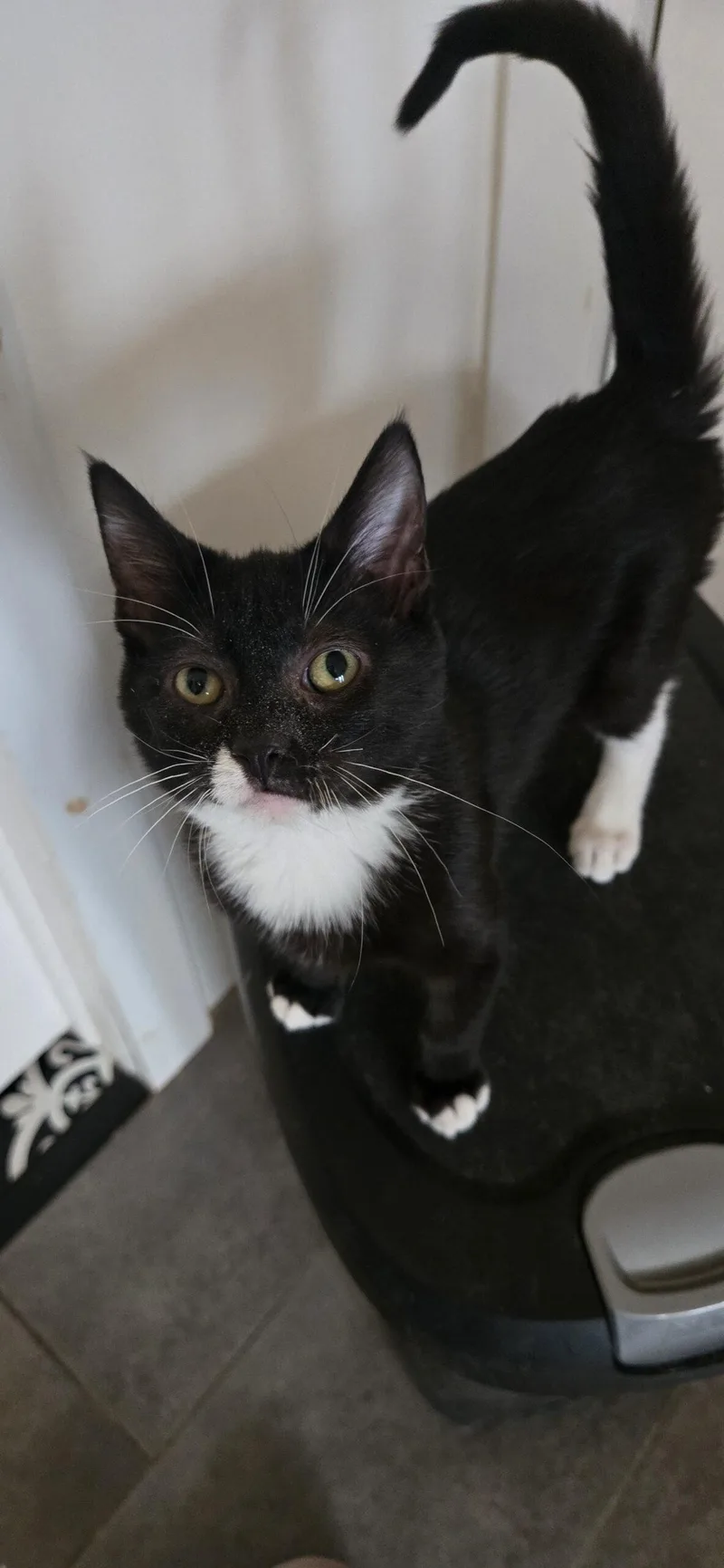 A baby small-sized male Domestic Short Hair cat named Stevie for adoption in Kirksville, MO