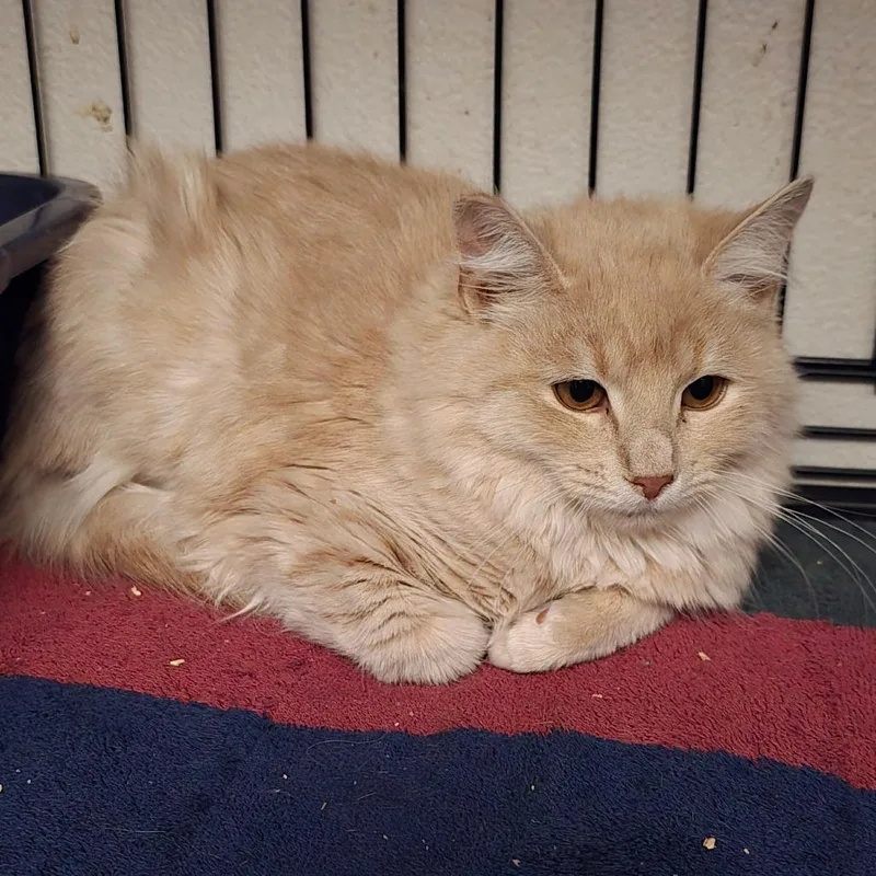 A young small-sized female Buff / Tan / Fawn Domestic Long Hair cat named Bliss for adoption in Jacksonville, OR