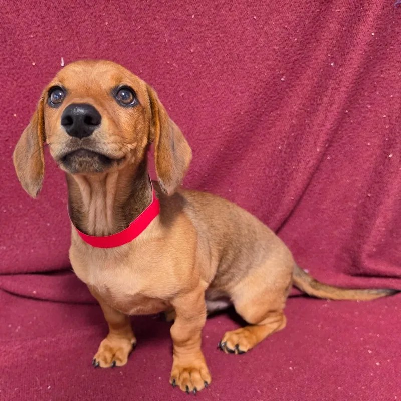 A baby small-sized male Brown / Chocolate Dachshund dog named Scout for adoption in Jefferson city, TN