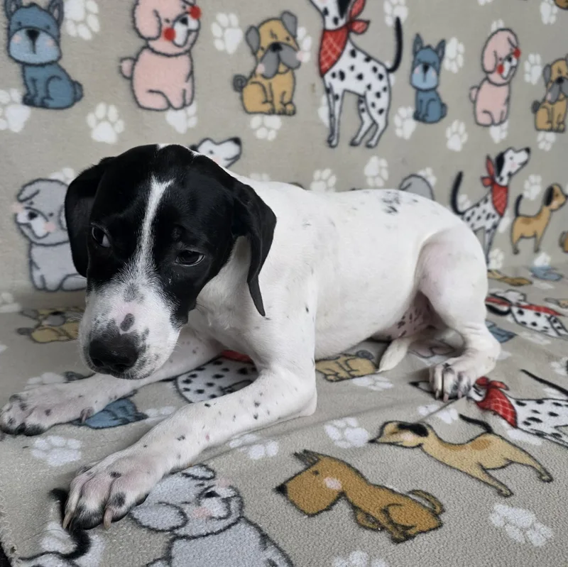 Snoopy