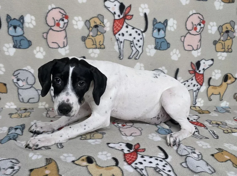 Snoopy thumbnail 2