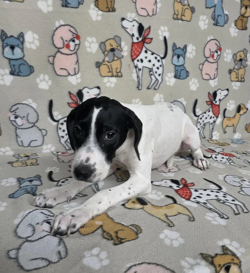 Snoopy thumbnail 3