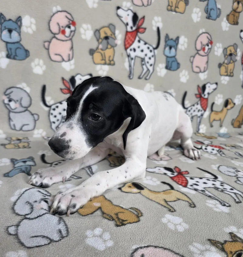 Snoopy thumbnail 4