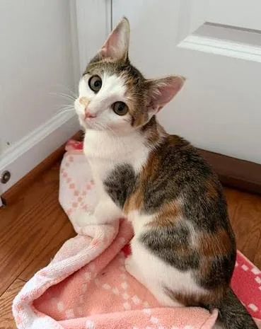 A baby medium-sized female Torbie Domestic Short Hair cat named Hope for adoption in Wilmington, NC
