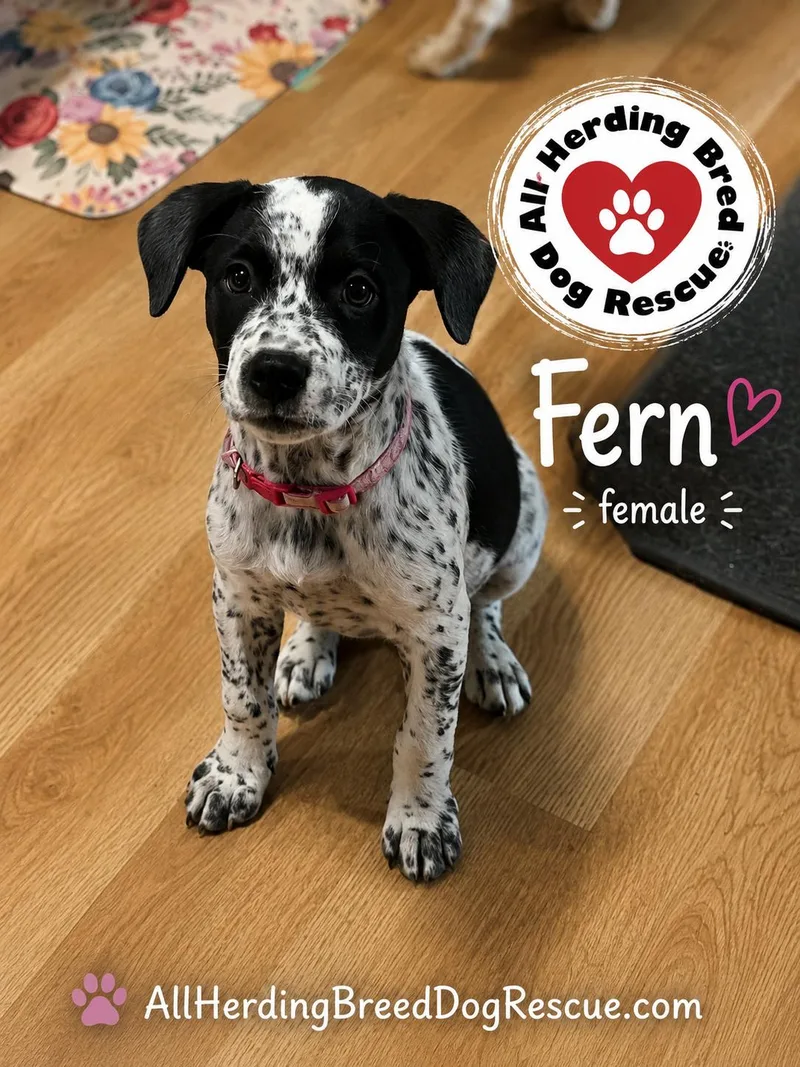 A baby medium-sized female Black Cattle Dog dog named Fern for adoption in Joliet, IL