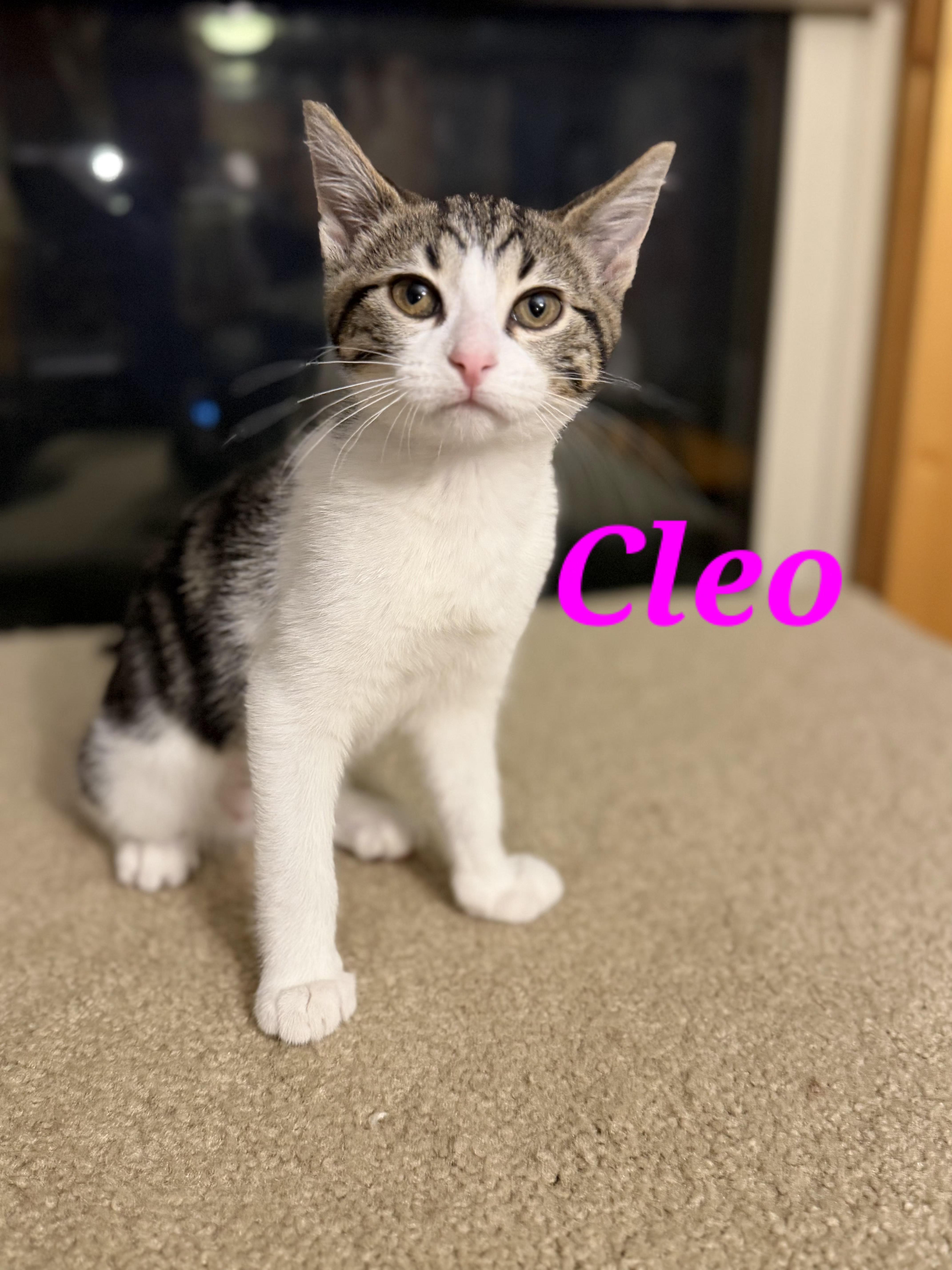 A baby medium-sized female Tabby (Brown / Chocolate) Domestic Short Hair cat named Cleo for adoption in Reeseville, WI