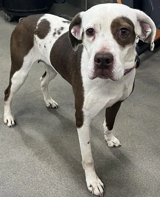 An adult medium-sized female Pit Bull Terrier dog named Tiff for adoption in Upper Marlboro, MD