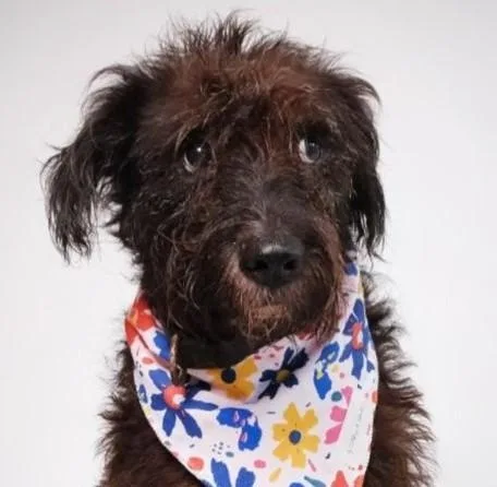 An adult medium-sized female Black Terrier dog named Beta for adoption in Seymour, CT