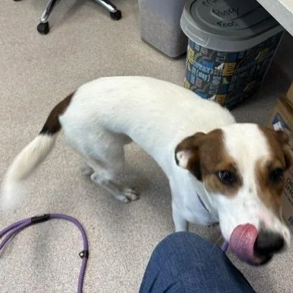 An adult medium-sized female Terrier dog named Zoe for adoption in Horn Lake, MS