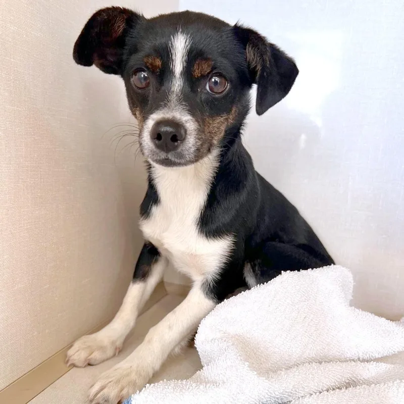 A young small-sized female Chihuahua dog named Harlow for adoption in Woodinville, WA