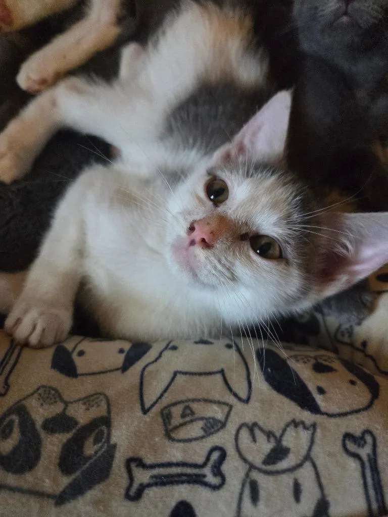 A baby medium-sized male Domestic Medium Hair cat named Motion for adoption in Johnson City, TN