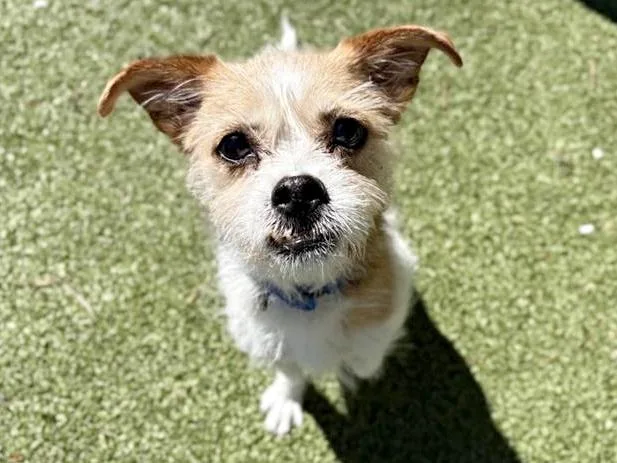 An adult small-sized female Terrier dog named Piper for adoption in Saint Louis, MO