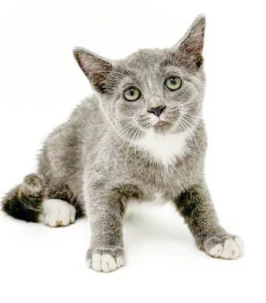 A baby small-sized male Gray / Blue / Silver Russian Blue cat named Remarkable Remington  He's for adoption in Bedford Hills, NY