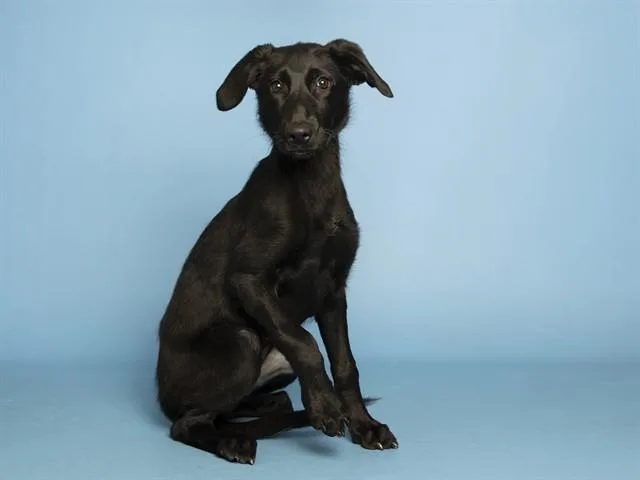 Rosie