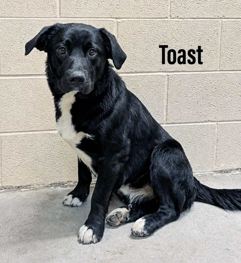 Toast