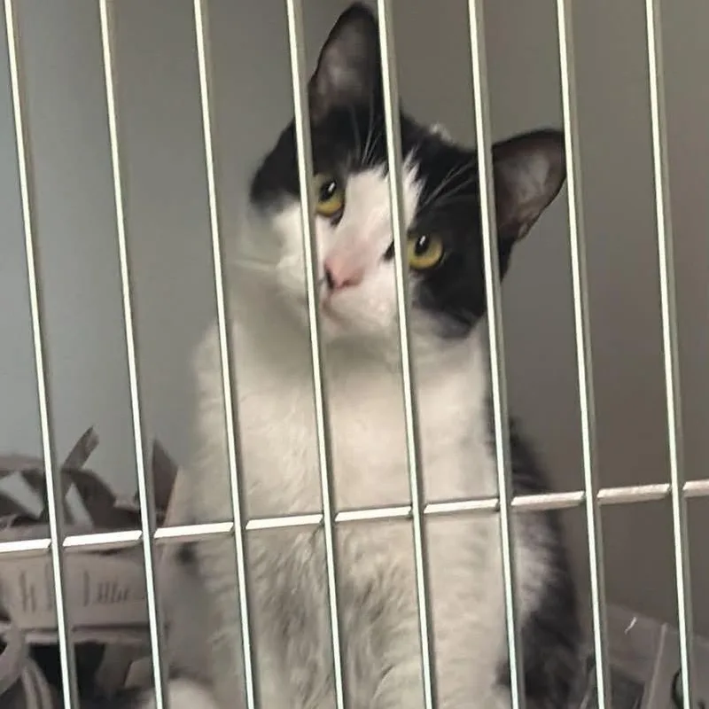 A young medium-sized female White Domestic Short Hair cat named Bonnie for adoption in Washington, DC