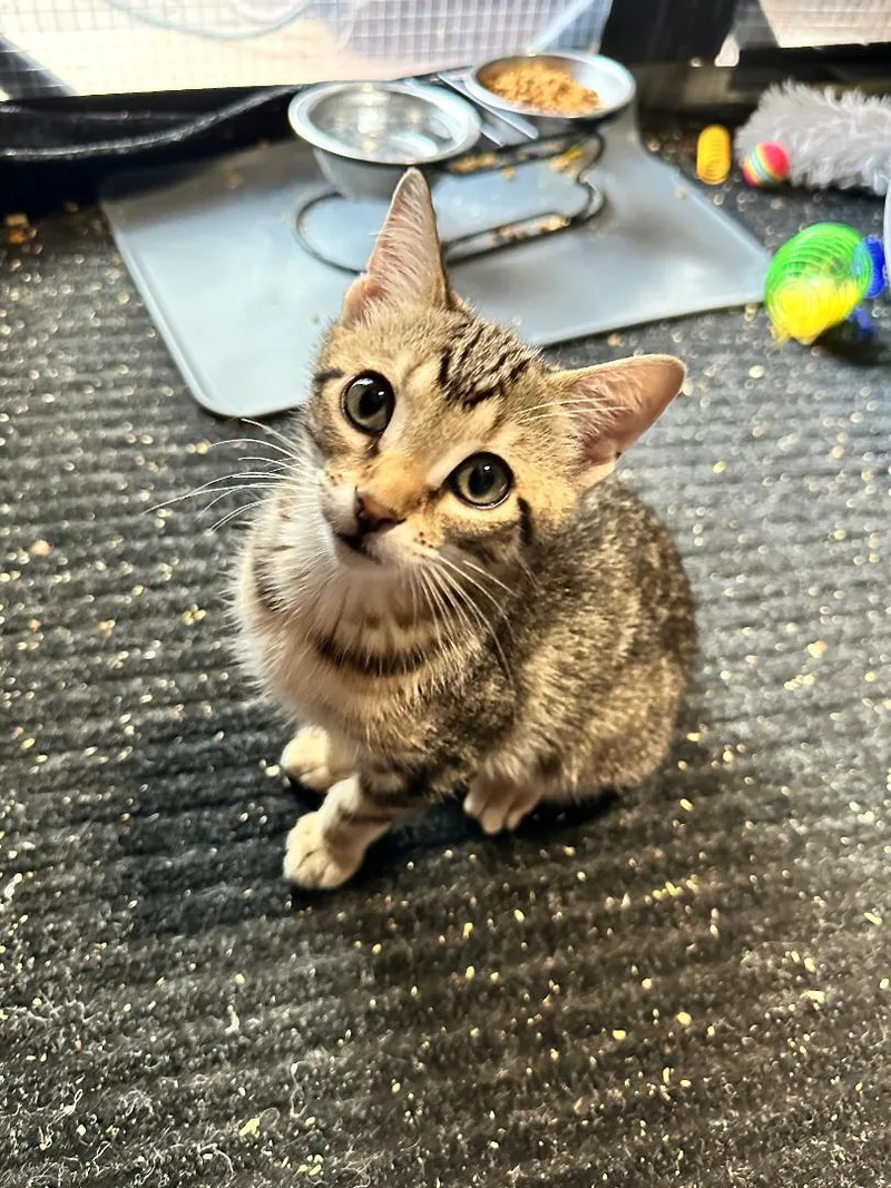 A baby medium-sized female Tabby (Brown / Chocolate) Domestic Short Hair cat named Sully for adoption in Mokena, IL