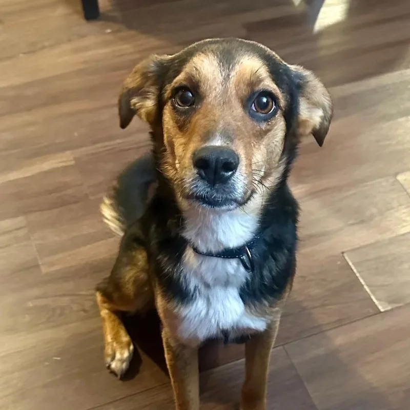 An adult medium-sized female Tricolor (Brown, Black, & White) Labrador Retriever dog named Suzie for adoption in Richmond, VA