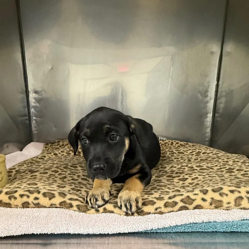 A baby medium-sized female Black Labrador Retriever dog named Kitana for adoption in Lake Panasoffkee, FL