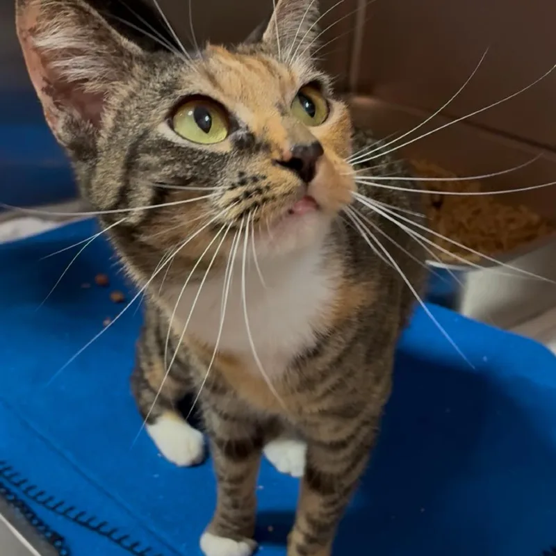 An adult medium-sized female Black Domestic Short Hair cat named Meow Meow for adoption in Pensacola, FL