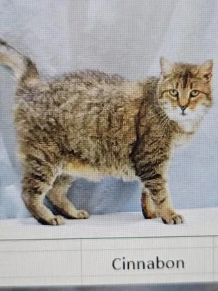 An adult small-sized female Domestic Short Hair cat named Cinnabon for adoption in Cincinnati, OH