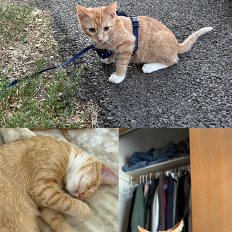 A young medium-sized male Orange / Red Domestic Short Hair cat named Maverick for adoption in Durango, CO