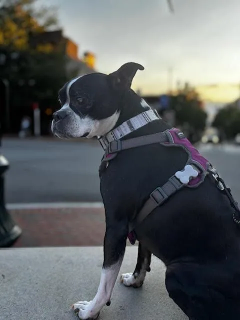 Bindy Bluenc thumbnail 4